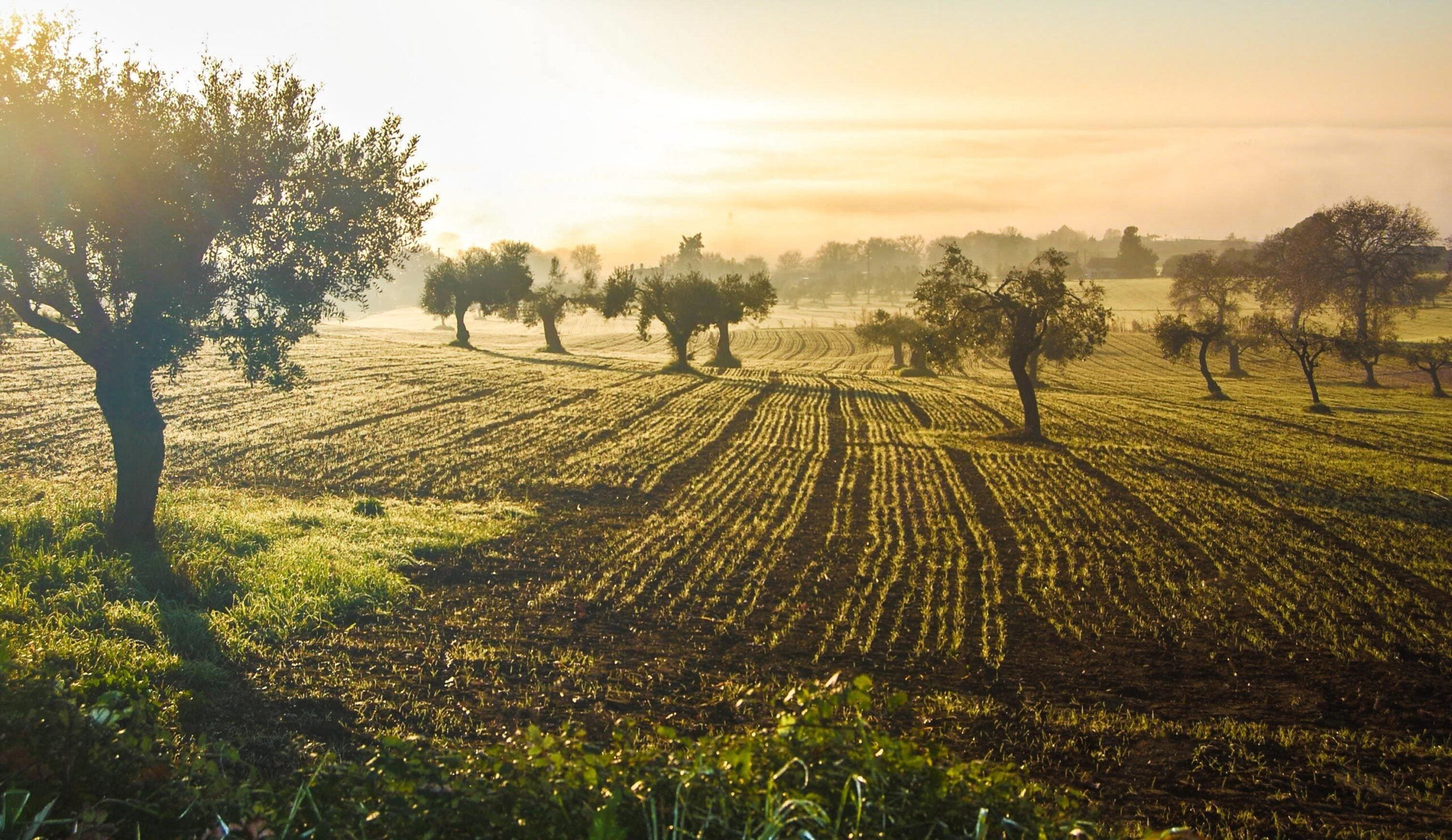 Oliveti Abruzzo - Tradizione e Qualità